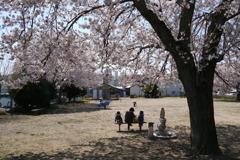 公園の春１