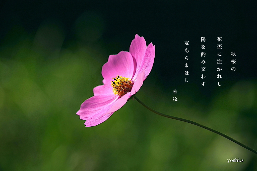 写真歌：秋桜