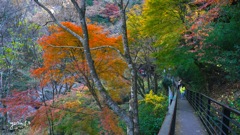 写真エッセイ：袋田の秋６：滝への道