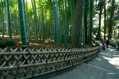 写真エッセイ：偕楽園散歩７：竹林２