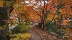 写真エッセイ：袋田の秋１：紅葉の小径