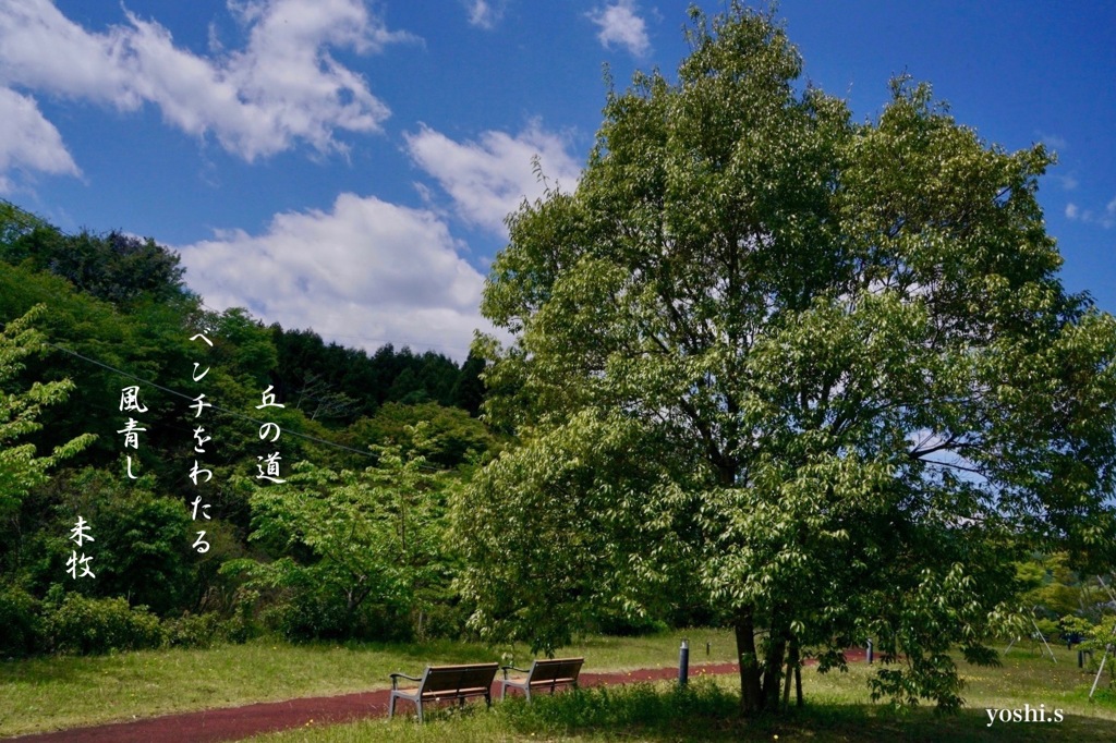 写真句：風青し
