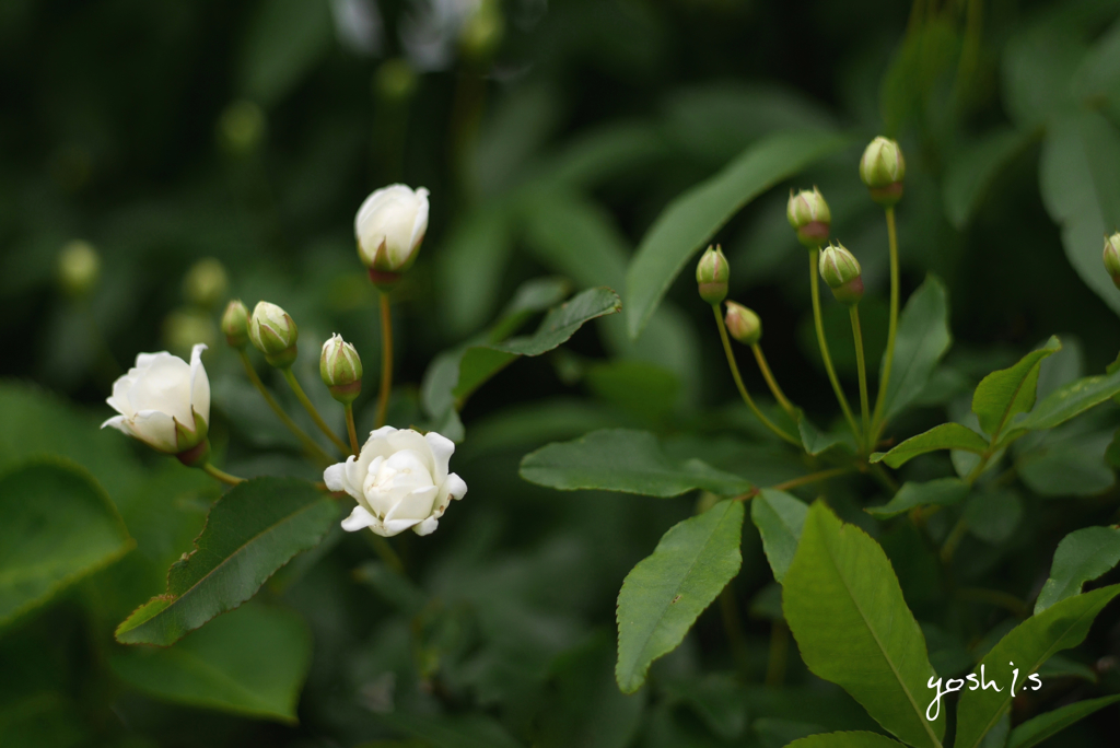 写真句：白木香薔薇