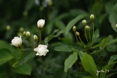 写真句：白木香薔薇