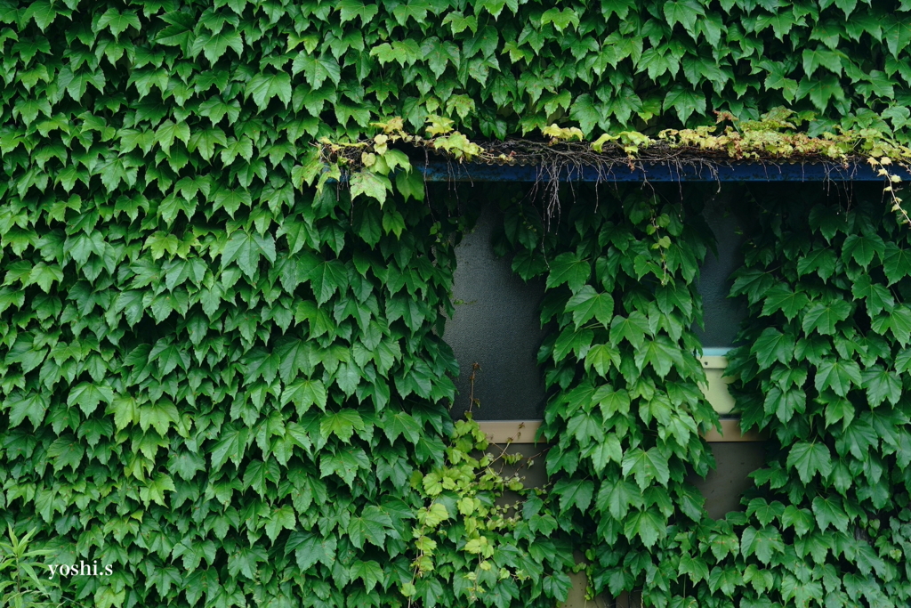 写真歌：蔦家