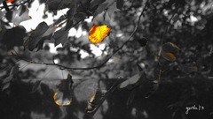 写真エッセイ：秋へ：B&W