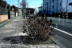 写真句：いとしの枯れ