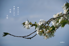 写真句：山桜２