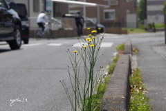 写真モノローグ：道路端の草花