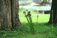 写真句：いとしの枯れ