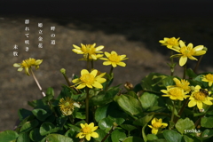 写真句：姫立金花２