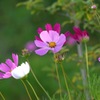 写真句：初夏の秋桜２