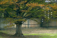 写真句：色づく葉