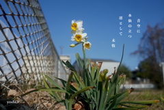 写真句：水仙