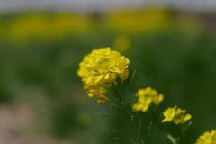 写真歌：菜の花おぼろ