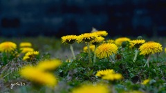 写真句：春の花たち15：地の花７：たんぽぽの野