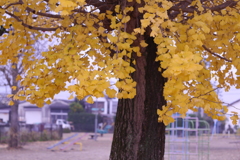 行く秋３：公園の銀杏（写真句）
