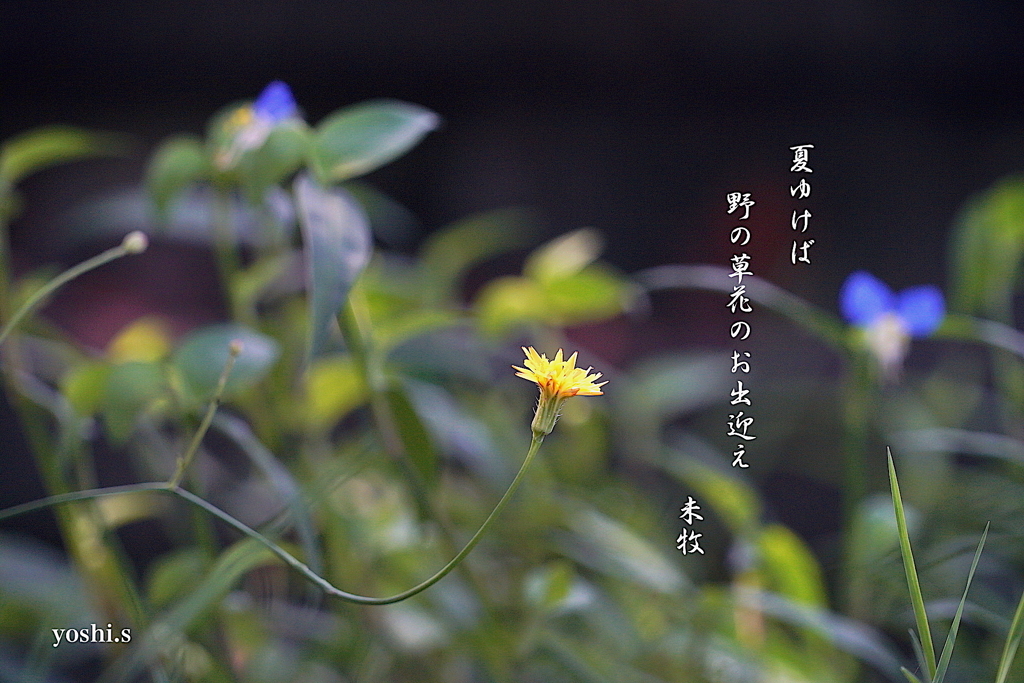 写真句：野の草花