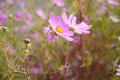 連理の花（コスモス２）