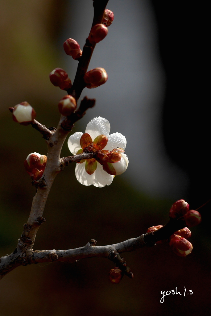 写真句：梅花2020 #3：：スター登場