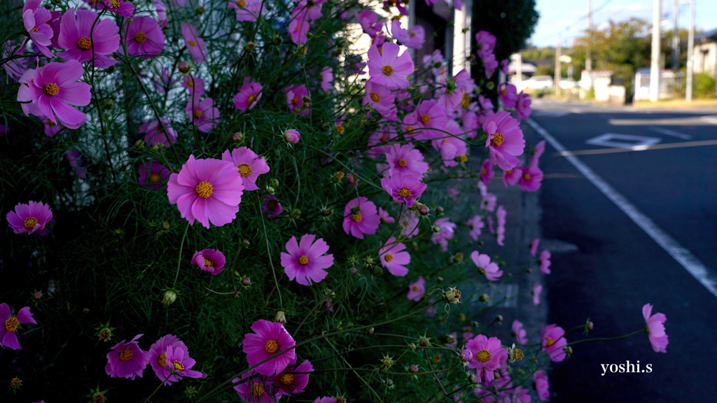 写真句：秋の華やぎ２