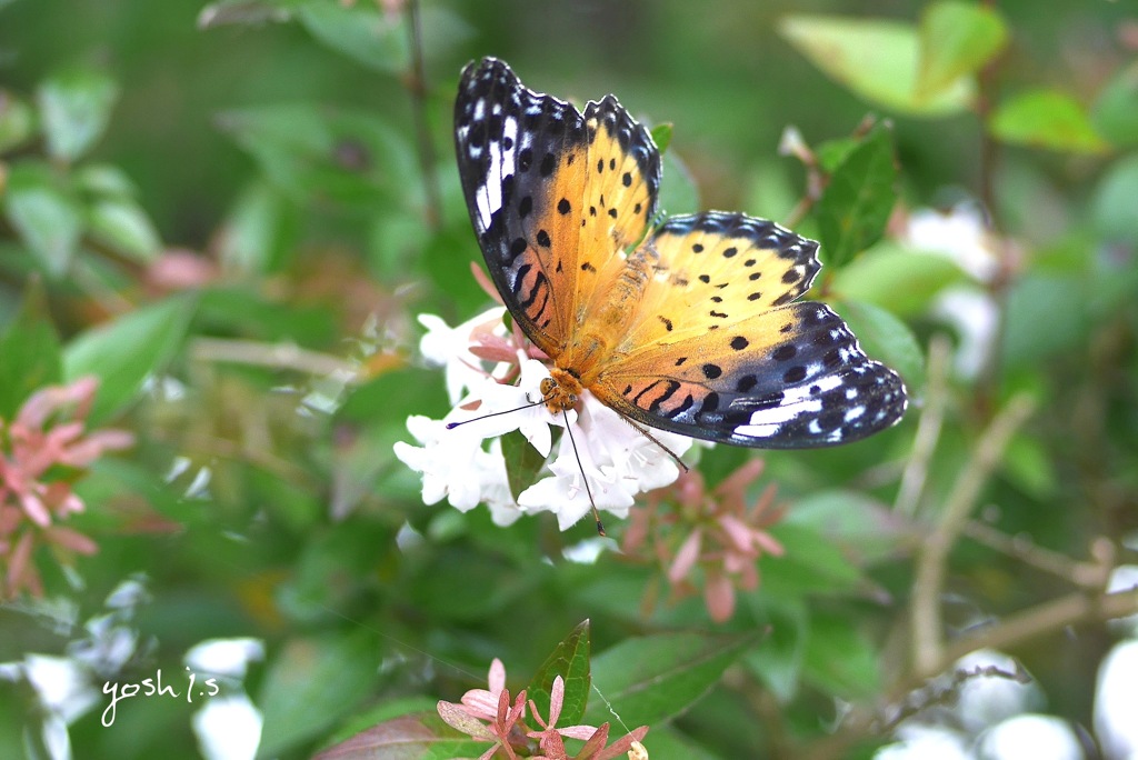 写真エッセイ：アベリアに蝶