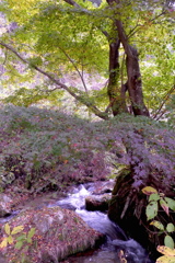 関根渓流の紅葉