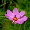 写真エッセイ：コスモスに花虻と花蜘蛛