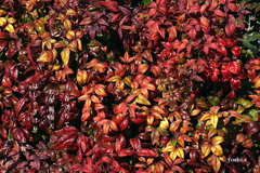 写真句：お多福南天