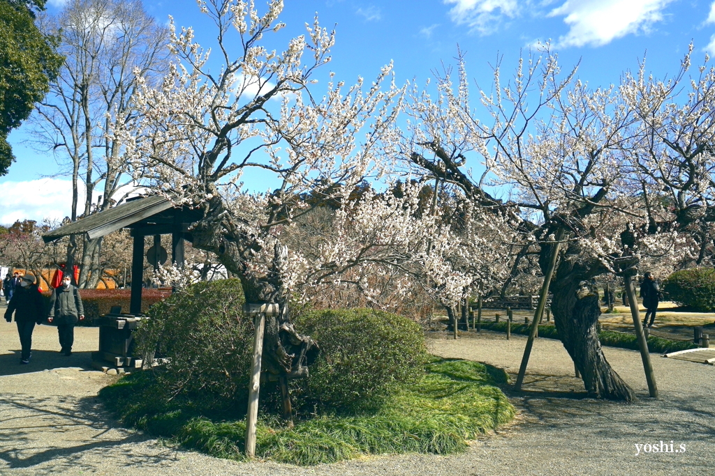 写真エッセイ：写真歌：偕楽園散歩３
