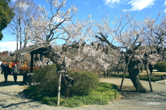 写真エッセイ：写真歌：偕楽園散歩３