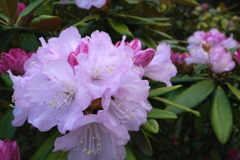 石南花（しゃくなげ）２：かくれんぼ