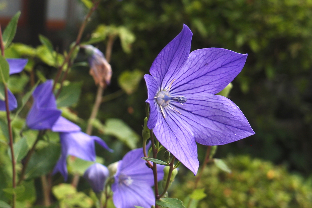 桔梗：雄花期