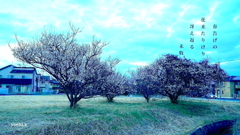 写真句：春告げの花