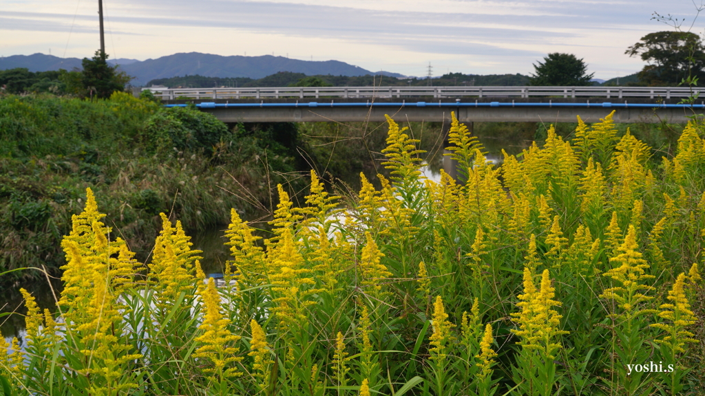 写真エッセイ：すすきと泡立草２：泡立草優勢地