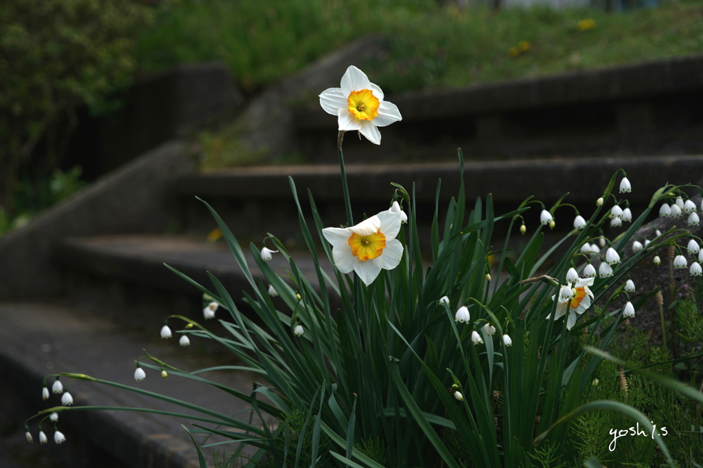 写真句：春の花二題の１：水仙