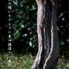写真句：秋の思い出１：さるすべり