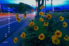 写真句：道端の花５：夕散歩１
