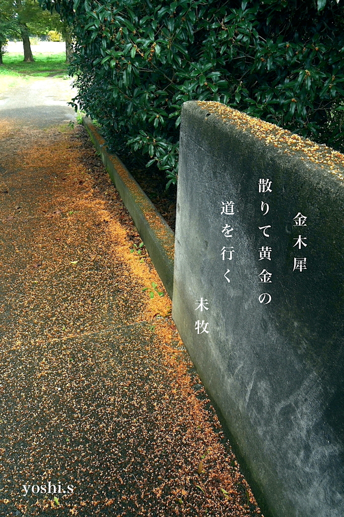 写真句：黄金の道