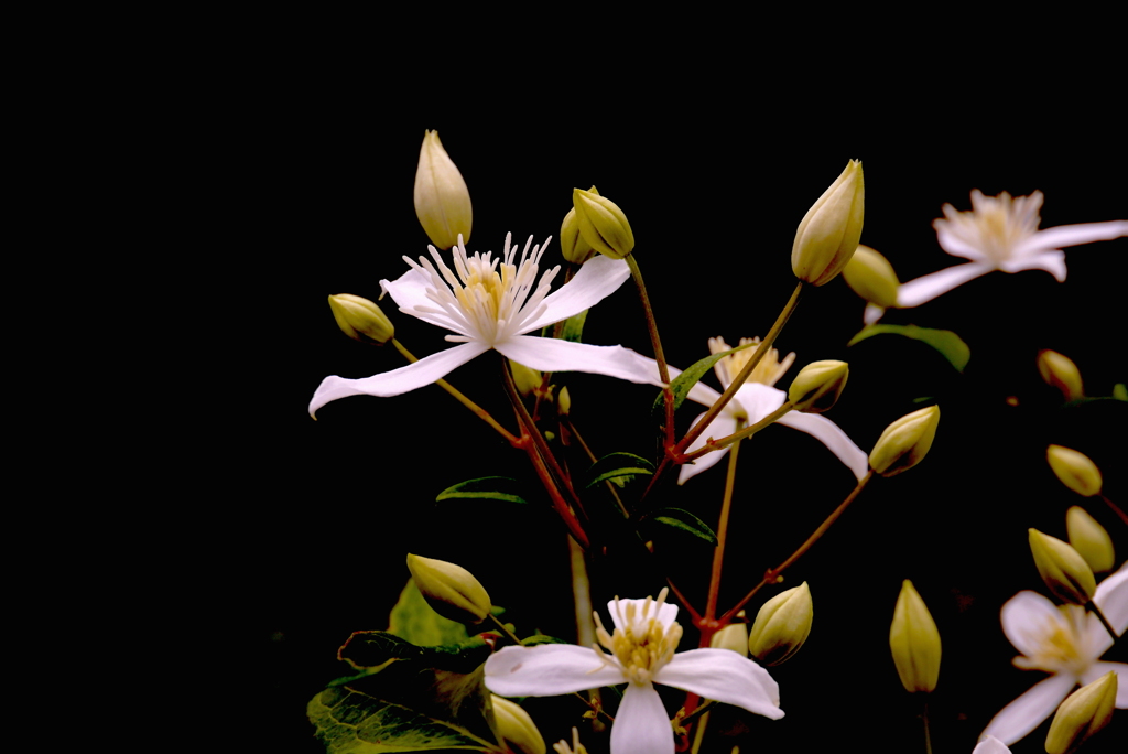 舞踏会の花