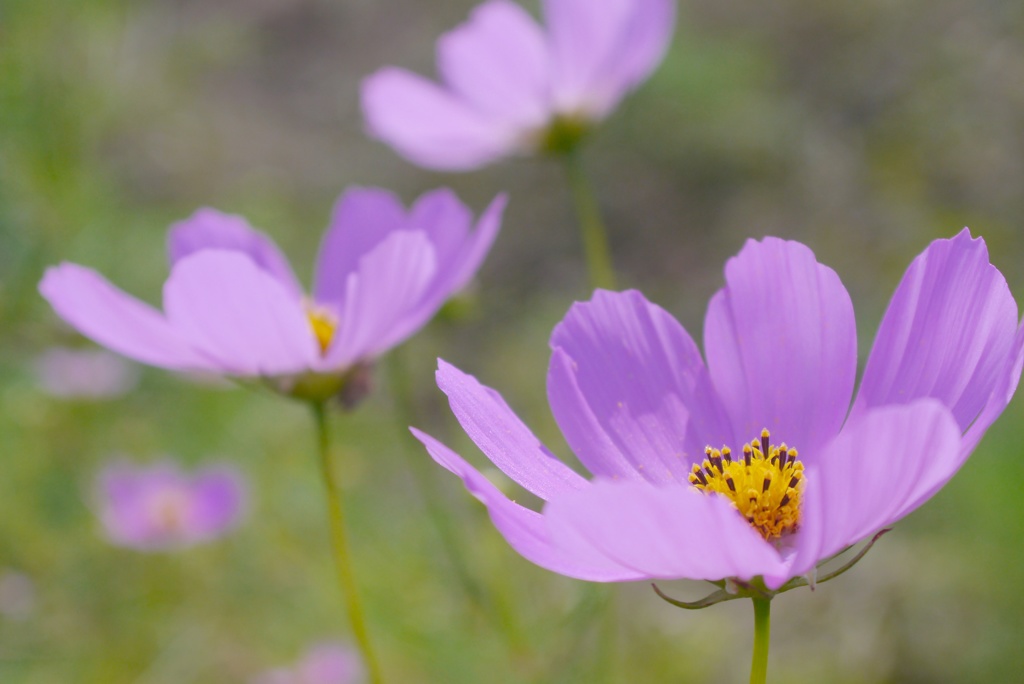 秋桜２：夢の中