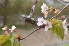 山桜十様　山桜8 行く春