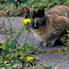 写真エッセイ：家の、みー