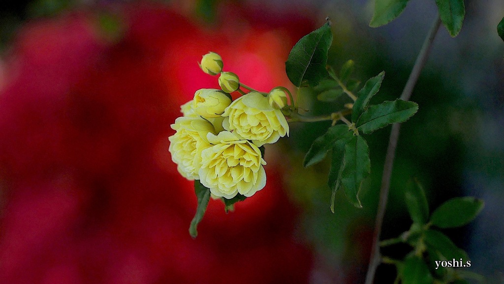 写真句：いのちが燃える