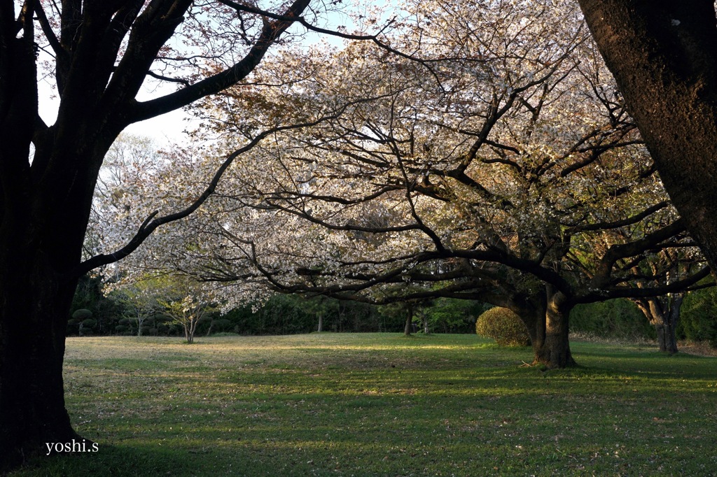 さくら公園３