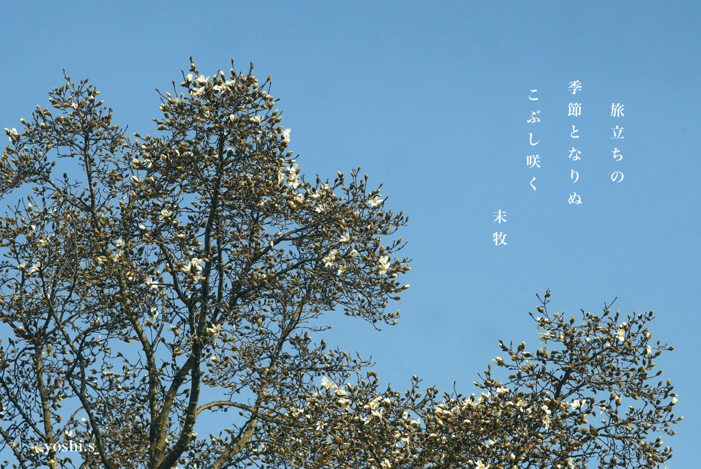 写真句：写真エッセイ：こぶし咲く