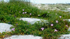 写真エッセイ：海辺の花３：浜昼顔