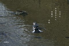 写真句：玉川の小鳥