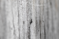 写真句：クライマー