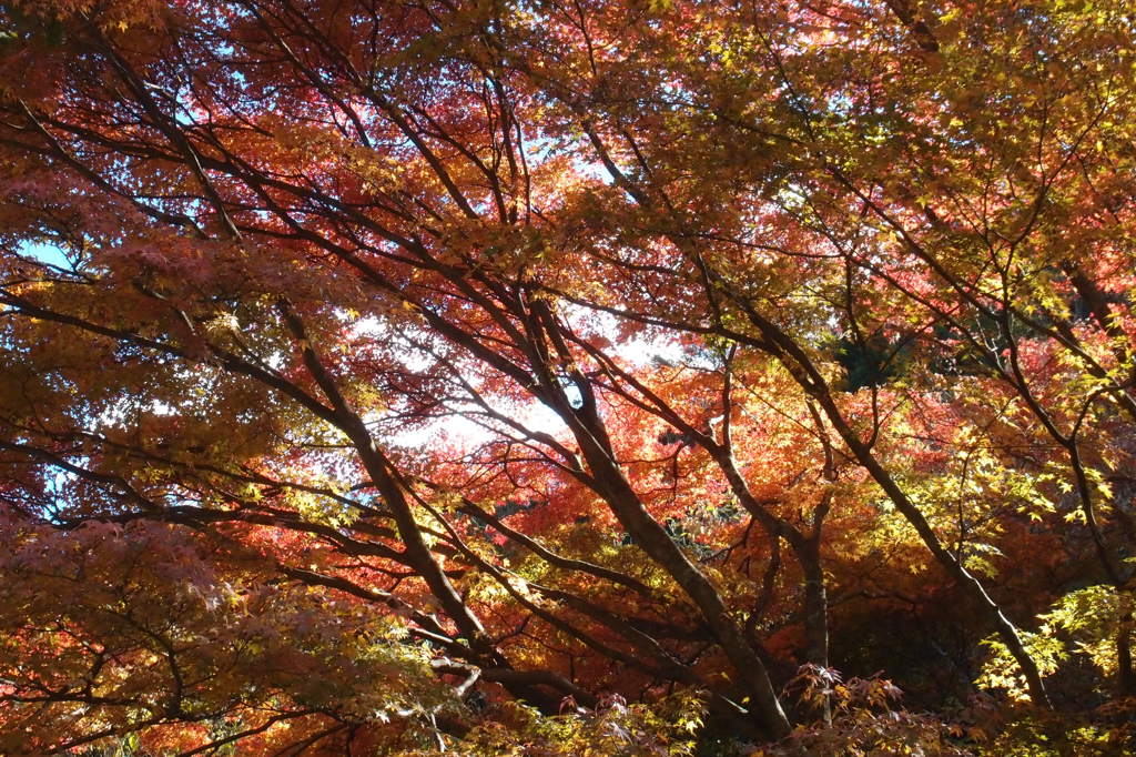 紅葉３
